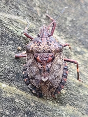 Brochymena affinis