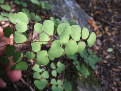 Adiantum tricholepis