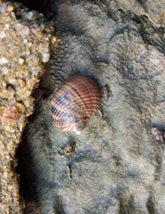 Nerita scabricosta