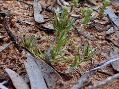 Rhodanthe pygmaea