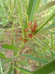 Microstachys chamaelea