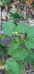 Solanum nigrum