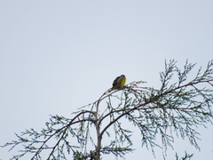 Spinus xanthogastrus