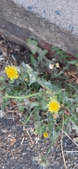 Sonchus oleraceus