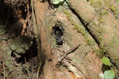Camponotus formosensis