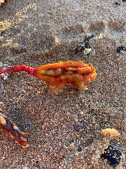 Pyura gibbosa