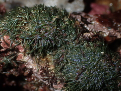 Cladophora herpestica