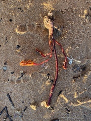 Pyura gibbosa