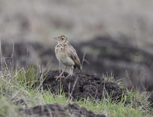 Jerdon's Bush Lark (Plocealauda affinis), photo 4