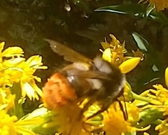 Bombus formosellus