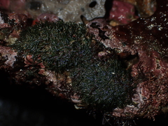Cladophora herpestica