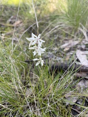 Wurmbea dioica