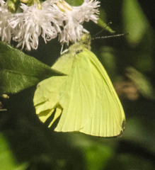 Eurema floricola