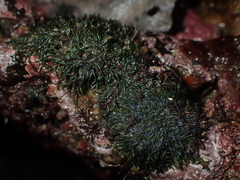 Cladophora herpestica