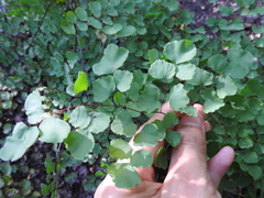 Adiantum tricholepis