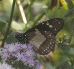 Amauris albimaculata