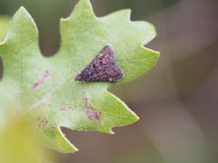 Heliothela wulfeniana