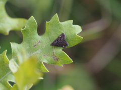 Heliothela wulfeniana
