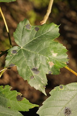 Aceria pseudoplatani
