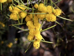 Acacia colletioides