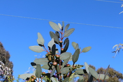 Eucalyptus preissiana