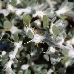 Sclerolaena birchii