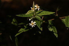 Olearia canescens