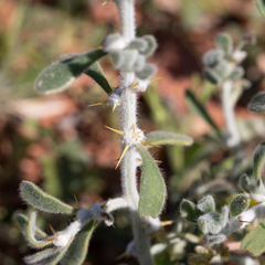 Sclerolaena birchii