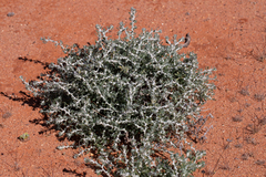 Sclerolaena birchii