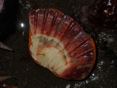 Polymastia aurantia