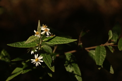 Olearia canescens
