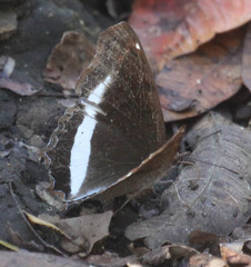 Eurytela hiarbas