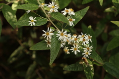 Olearia canescens