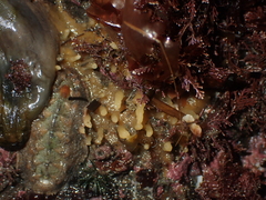 Ciocalypta polymastia