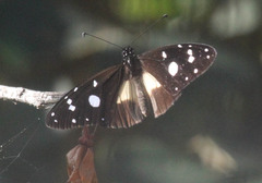 Amauris albimaculata