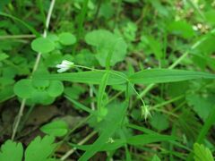 Pseudostellaria sylvatica