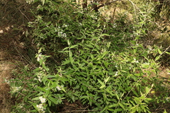 Olearia canescens
