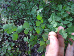 Adiantum tricholepis