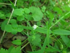 Pseudostellaria sylvatica