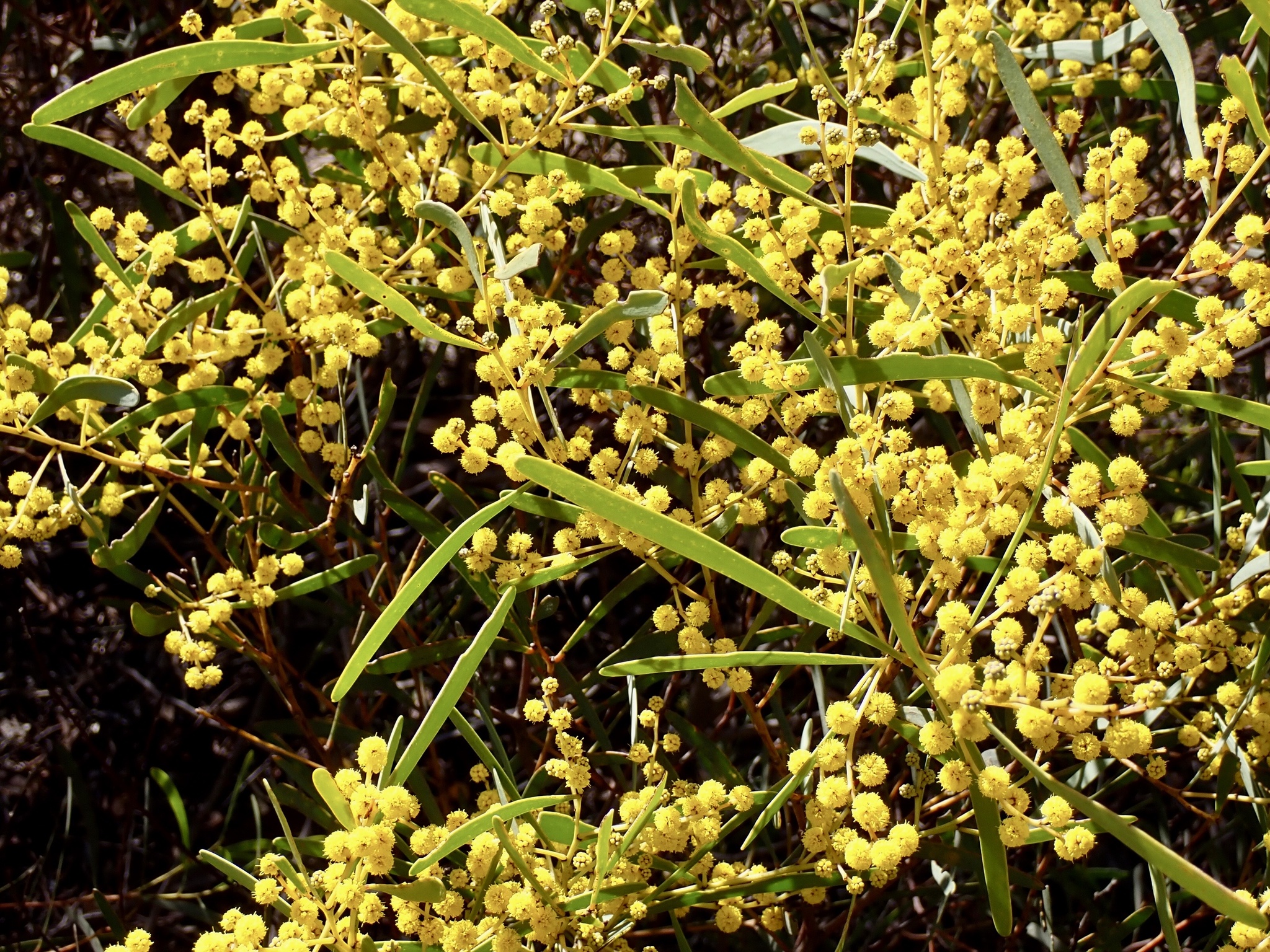Acacia hakeoides
