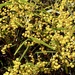 Hakea-leaved Wattle - Photo (c) cinclosoma, some rights reserved (CC BY-NC), uploaded by cinclosoma
