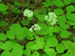 Thalictrum filamentosum