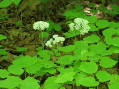 Thalictrum filamentosum