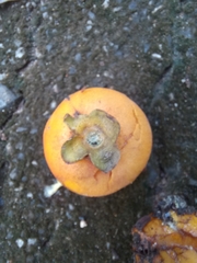 Diospyros rhodocalyx