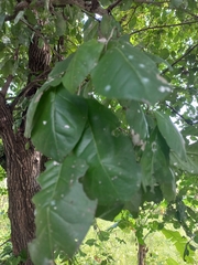 Diospyros rhodocalyx