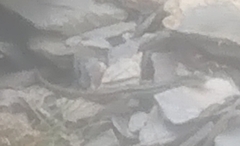 Sphenomorphus taiwanensis