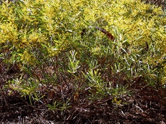 Acacia hakeoides