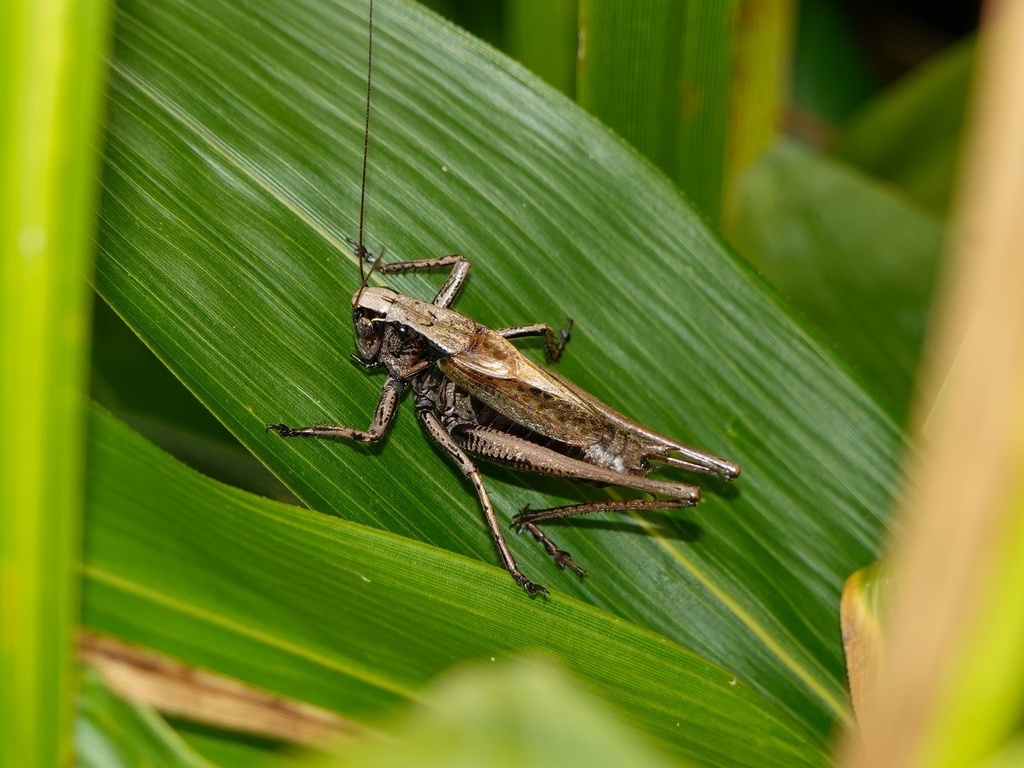 Eobiana nippomontana