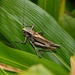 Eobiana nippomontana - Photo (c) orthoptera-jp, some rights reserved (CC BY-NC), uploaded by orthoptera-jp