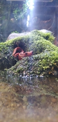 Tylototriton shanjing